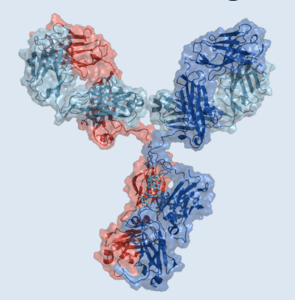 Antibody structure